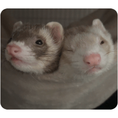 SoraUni_20260201024926