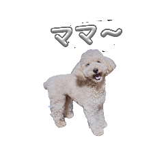 makoto_20260201165831