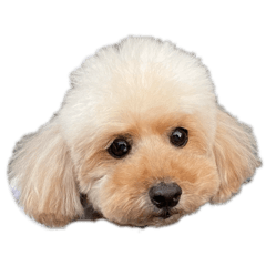 Heidi_20260201105530