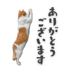 deepmarine_20260201102605