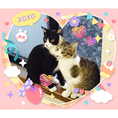 chiharu_20260201170231