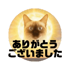 お酒とネコ好きな日常会話88ありがとうver.