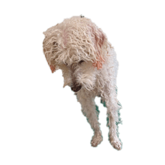 Hananeko_20260201115531