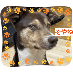 Kumakumakumako_20260201173816