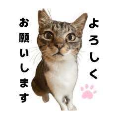 Ayumi_20260201132850