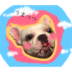 happy animal Life