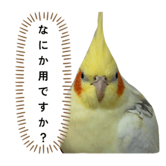 Tokiya_20260201173854