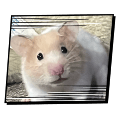 My hamster_20260201192235