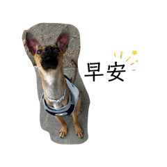 可可問候表情包！