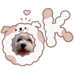 ancomama_20260201181006