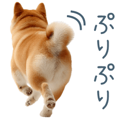 おしりがかわいい柴犬【連絡・毎日使える】
