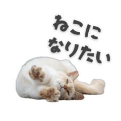 deepmarine_20260201155910