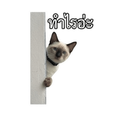 Pilo Junk_20260201204927