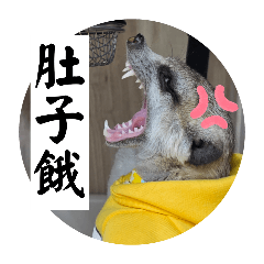 膜鬼貼手 -狐獴店長3