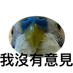 虎皮鸚鵡天空 馬爾濟斯happy