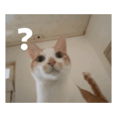 肉肉裡面混了一隻拉拉