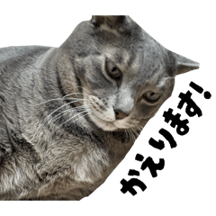 haruharu_20260201183700