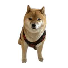 Nakamura._20260201183805