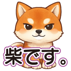 A Slightly Proud Shiba