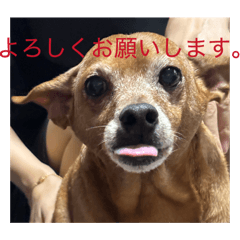 TIGER_20260201183519