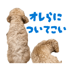 Yamanaka_20260201201337