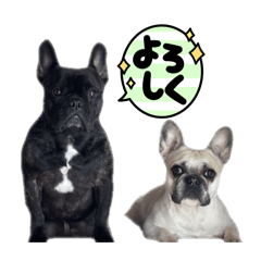 French Bulldog everyday.