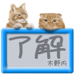 Kinouchi's real fluffy cat