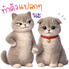 Gray cats a pair of loving cats 3_04