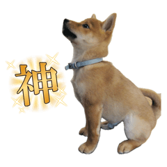 Maiki_20260201185840