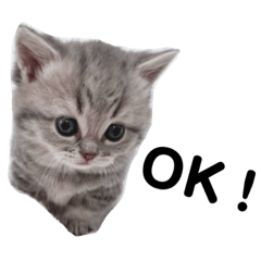 NIBOSHIKUN_20260201190035