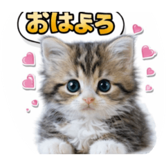 hiitan_20260201191005