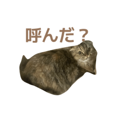 Toukibinn_20260201215347