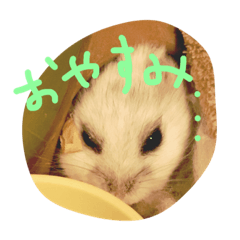 hamster hamchan