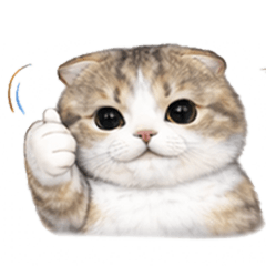 Realistic Scottish Fold Cat Stickers