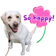 Rescued Labu: Labrador2 (EN)