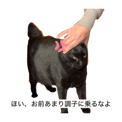 imoko_20260201225938