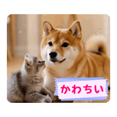 [กำลังย้ายบ้าน] ลูกแมวและชิบะอินุ