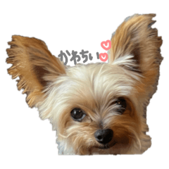 sarina_20260201194238