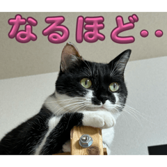 nekoneko_20260201195232