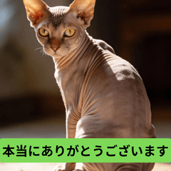 Polite Sphynx Cat Stickers