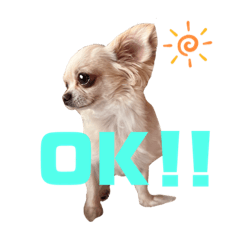 sutekichi_20260131153236