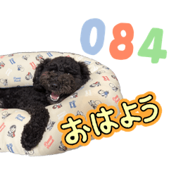 opanchu_pino_20260202003608