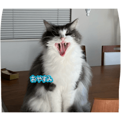 towatin_20260201210558