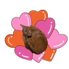 dimne_20260201211548