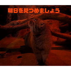 andoooo_20260201223412