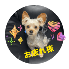 ochimi_20260201223856