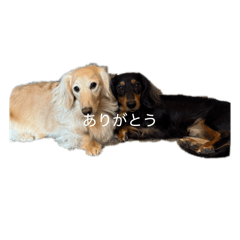 hangyodon_20260201115455