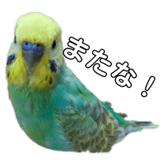 ayumu_20260202193918