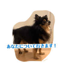 chiwawanokotoba