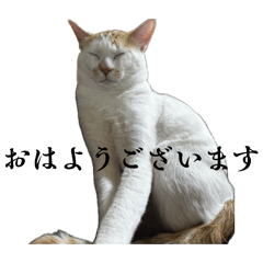 YUZULEMON_20260202220447